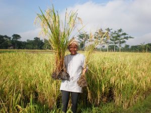Beushening In Rice SRI: A nature-based approach for rice cultivation providing a triple ...