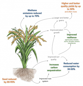 Sri: A Nature-based Approach For Rice Cultivation Providing A Triple 